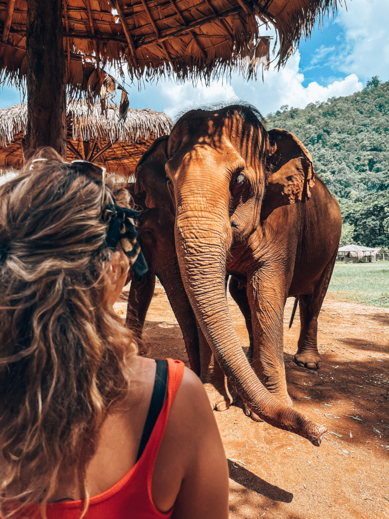 Twee weken Noord Thailand: Elephant Nature Park